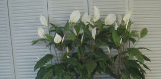 Le piante artificiali 1154 0 Le piante artificiali_ok